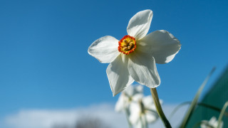 White flower blue sky daisy - a blue sky background free wallpaper