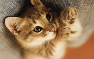 Kitten peeking cushion paws couch - the arm of the couch free wallpaper