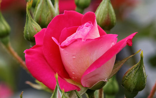 Pink rose water droplets blurry - rose free wallpaper
