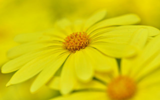 Yellow flower macro bokeh focus - a yellow center free wallpaper