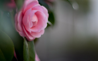 Pink flower blooming vase water - a vase free wallpaper
