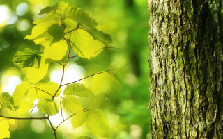 Tree green leaves forest moon - a green background free wallpaper