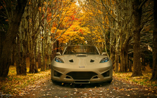 Cobra autumn tiltshift forest leaves - area free wallpaper