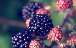 Berries branch leaves bokeh depth - a bunch of berries free wallpaper