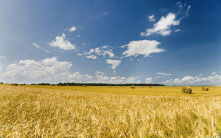 Wheat field hay bales blue - heavy grain free wallpaper