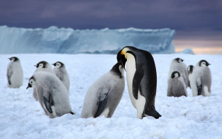 Penguins snow iceberg ecological award - a group of penguins free wallpaper