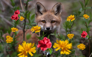 Fox flower field daisies bokeh - impressionist free wallpaper