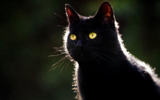 Black cat yellow eyes gothic 9 - a portrait free wallpaper
