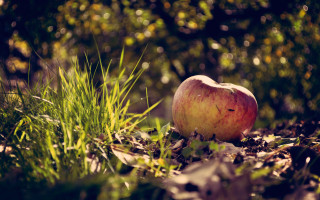 Apple grass trees bokeh christmas - an apple free wallpaper
