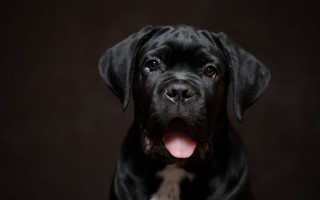 Black dog tongue out eye - a black dog free wallpaper