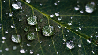 Green leaf water droplets macro 35 - the leaf free wallpaper