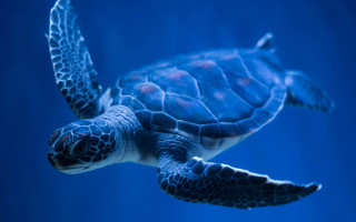 Turtle swimming underwater blue hologram - plasticien free wallpaper