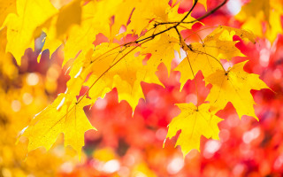 Tree yellow leaves autumn blurry 3 - red leaf free wallpaper