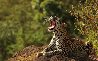 Leopard yawning hill trees nature - tongue free wallpaper