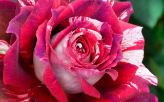Pink rose green leaves macro 2 - the background and a blurry background free wallpaper