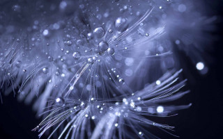 Dandelion water droplets night sky - the dark night sky free wallpaper