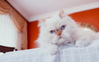 White cat blue eyes bed - a white cat free wallpaper
