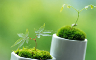 Small pots plants outdoor nature - small free wallpaper