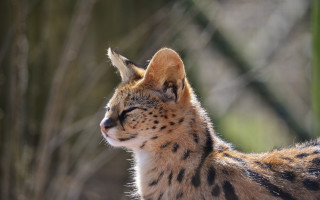Cat closeup blurry background animals - a blurry background of trees and bushes free wallpaper