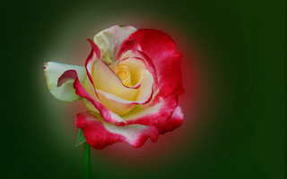 Red white rose green background - a yellow center free wallpaper