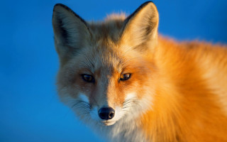 Fox blue background blurry portrait - a portrait free wallpaper
