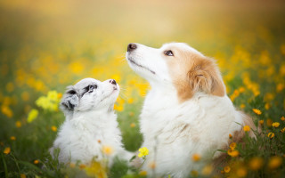 Dogs field autumn flowers sky - a field of flowers free wallpaper