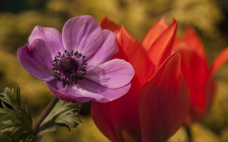 Pink red flower vase blurry - rich moody colour free wallpaper