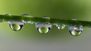 Green leaf water drops macro 27 - a green leaf free wallpaper