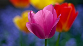 Pink flower closeup blue sky 3 - the background in the background free wallpaper