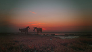 Horses sunset field cinematic silhouette - tonalism free wallpaper
