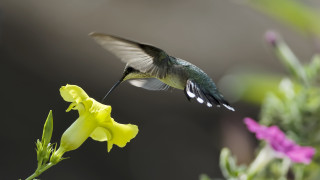 Hummingbird flower bird in flight - macro photography free wallpaper