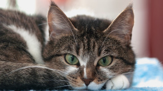 Cat blue blanket green eyes - a paw free wallpaper