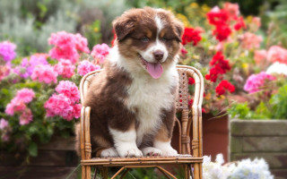 Puppy garden flowers blurry shiba - puppy free wallpaper