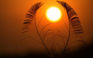 Plant sun hazy clouds macro - hazy free wallpaper