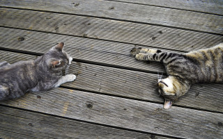 Cats paw play deck fence - two cat free wallpaper
