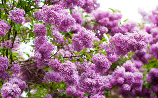 Purple flower tree bloom macro - a few cloud free wallpaper