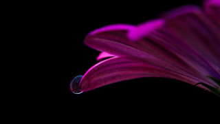 Purple flower water drop macro - a purple flower free wallpaper