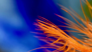 Flower blurry background abstract macro - the background and a blurry background free wallpaper