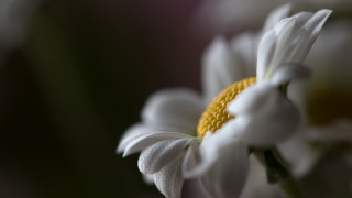 White flower yellow center macro 3 - a yellow center free wallpaper