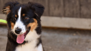 Dog frisbee sidewalk looking camera - dof free wallpaper