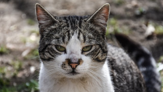 Cat white face green eyes - a white face free wallpaper