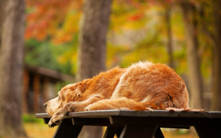 Dog picnic table fall park - a jigsaw puzzle free wallpaper for desktop