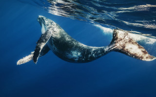 Whale ocean sky water planet - its tail free wallpaper