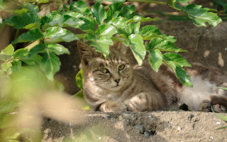 Cat rock tree leaves ecological - back leg free wallpaper