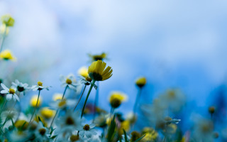 Yellow flower field blue sky 3 - a few yellow flower free wallpaper