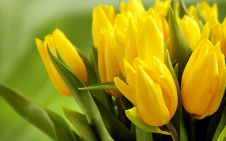Yellow flower leaves blurry background - a close up of a bunch free wallpaper