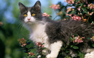 Cat bush flowers blue sky - glamor pose free wallpaper
