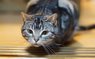 Cat walking wooden floor blurry - felix octavius carr darley free wallpaper