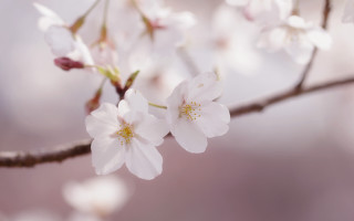 White flowers branch blurry pink - soft free wallpaper