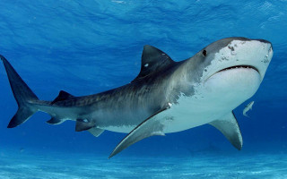 Shark camera ocean bubble dolphin - a shark swimming in the ocean free wallpaper